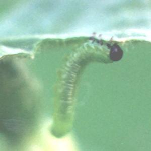Sawfly larvae, Photo: Marc Geens
