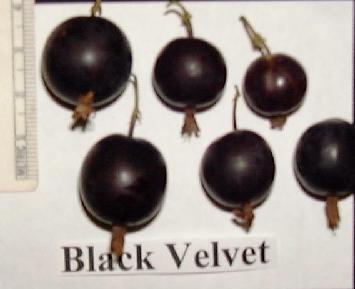 Black Velvet (Photo: Steve McKay)