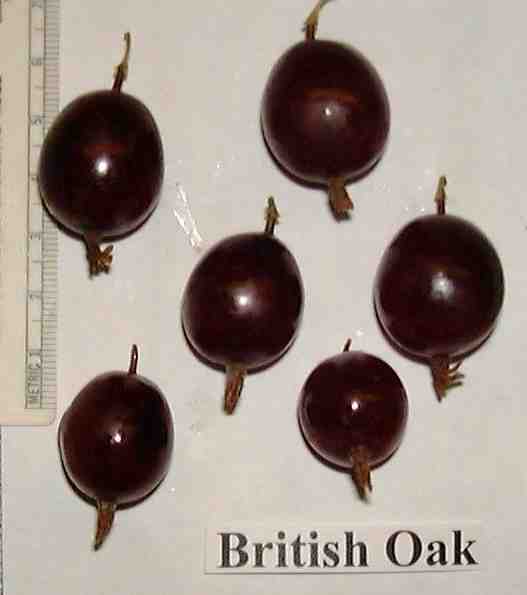 British Oak (Photo: Steven McKay)